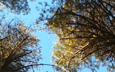 Summer Provision 2020